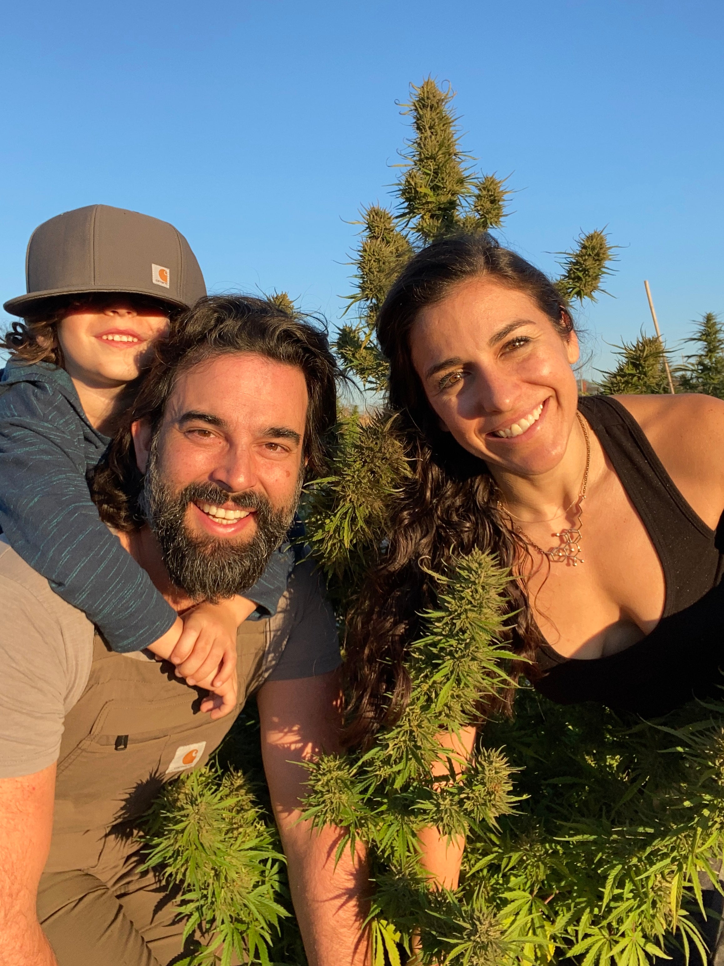 Family grow hemp for cbd flower society's Plant