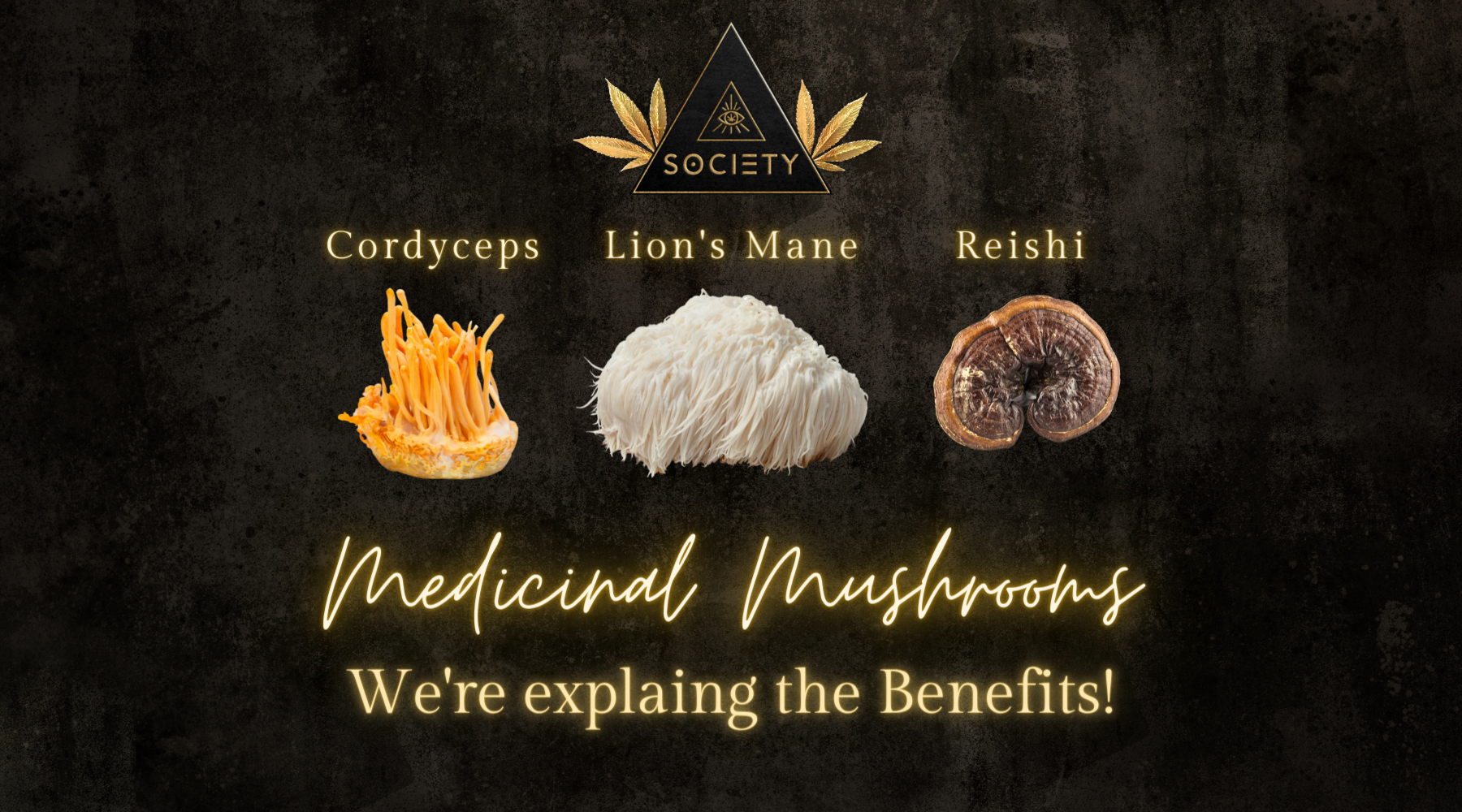 Benefits of Medicinal Mushrooms