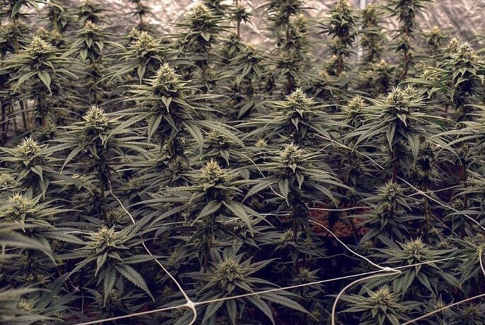 Craft THCA Flower for Sale