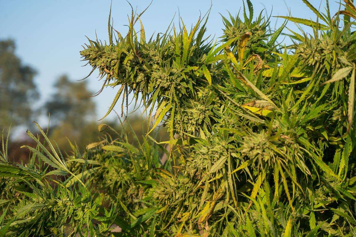 THCA indica flower
