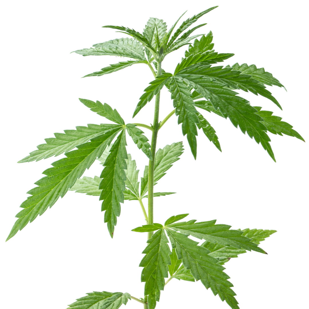 The Basics of Decarboxylation