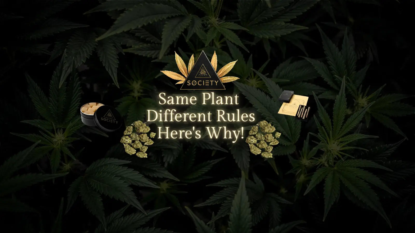 thca flower vs thc flower
