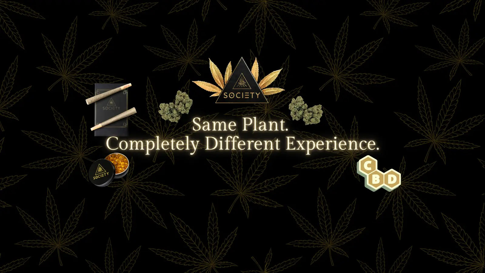 thca vs cbd