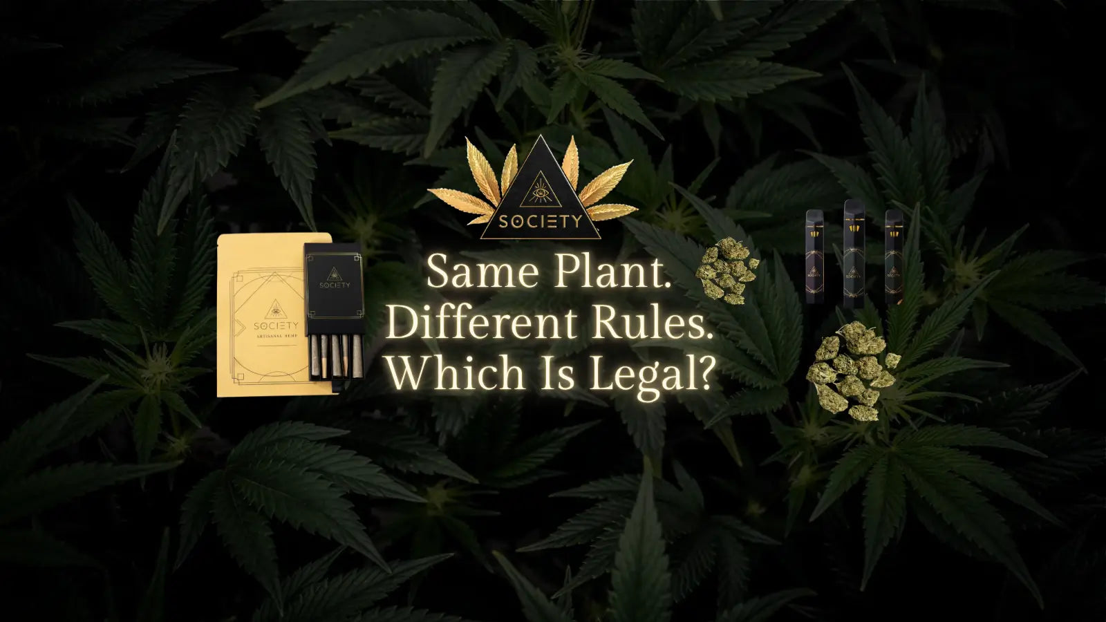 thca flower vs thc flower
