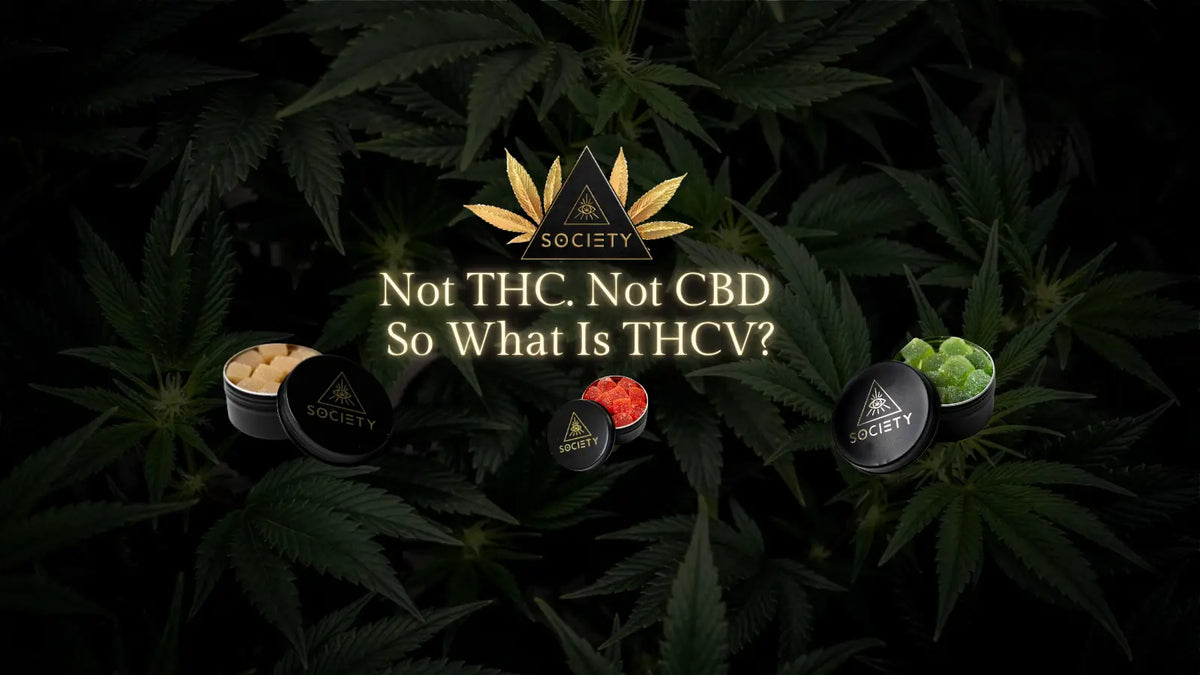 what is thcv