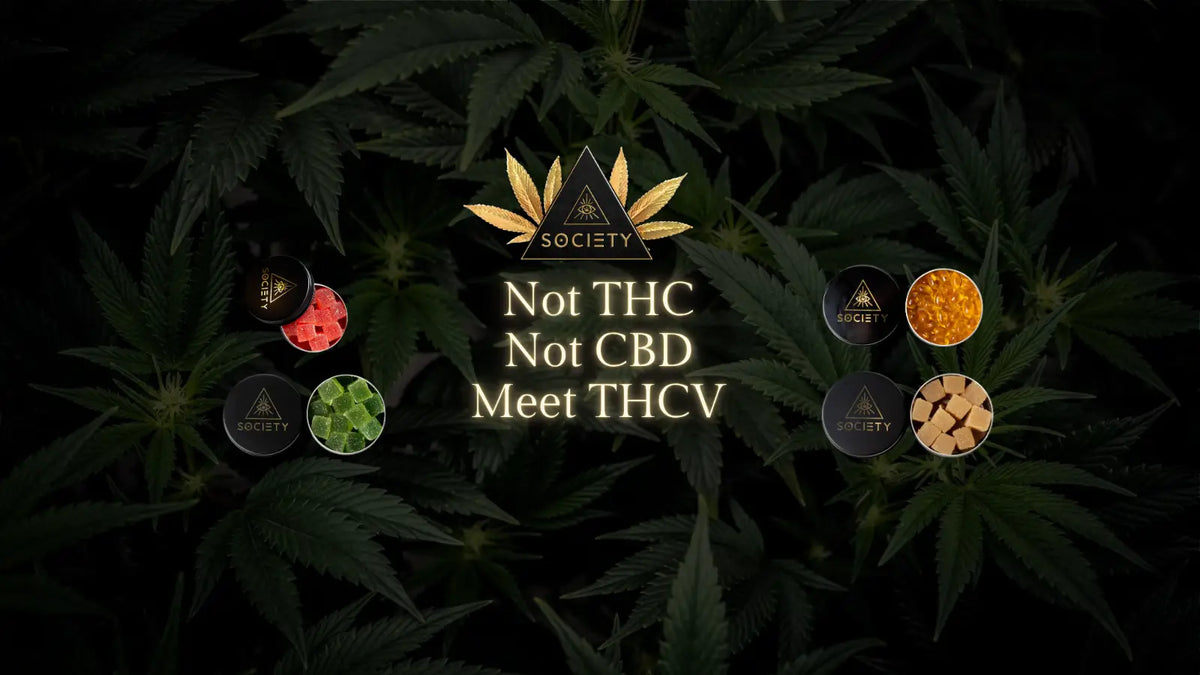 what is thcv
