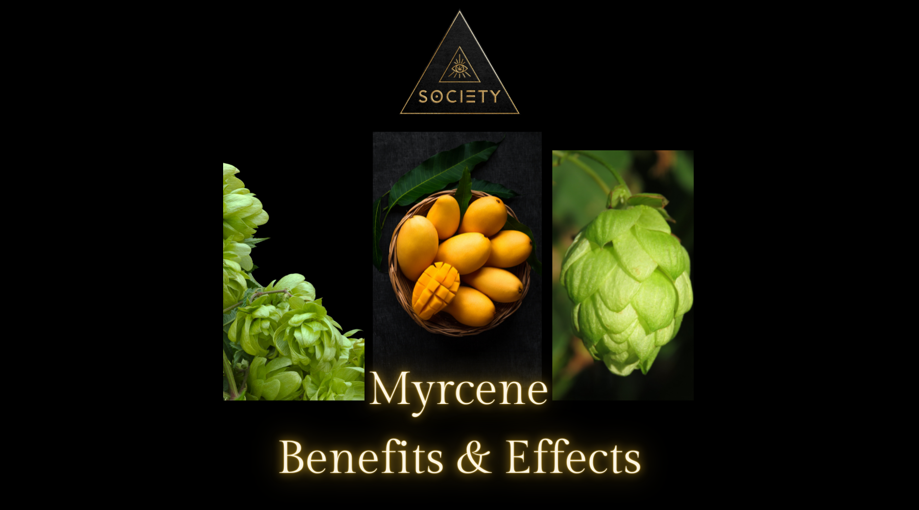 Myrcene: The Foundational Terpene of Cannabis