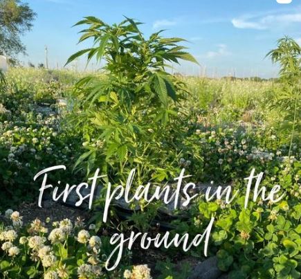 Big Plans and Hemp Plants in the Ground