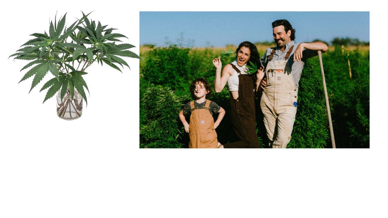 CBD Hemp Flower Grown with Love