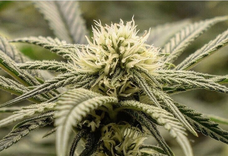 Best THCA Flower Online