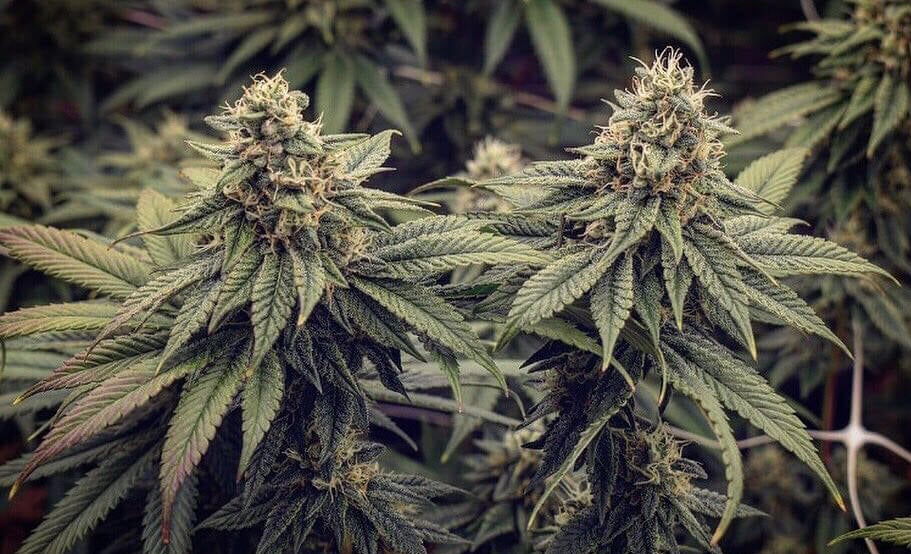 Best THCA Flower Online